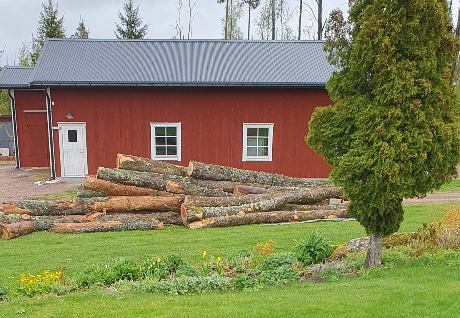 Senaste leverans av svensk ek hos BEMA Trähyvleri i Hedemora — redo att torkas och hyvlas